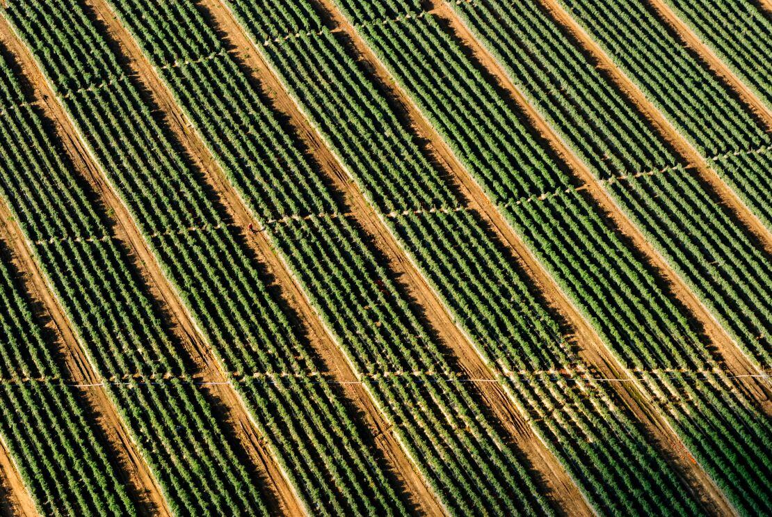 dev_agriculture